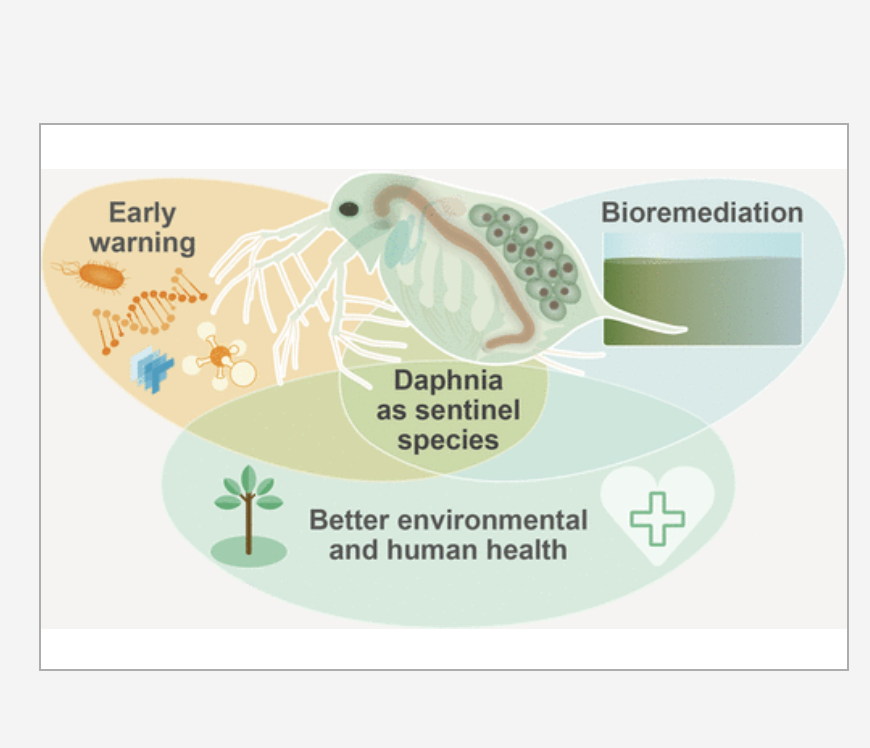 Daphnia as a Sentinel Species for Environmental Health Protection: A Perspective on Biomonitoring and Bioremediation of Chemical Pollution