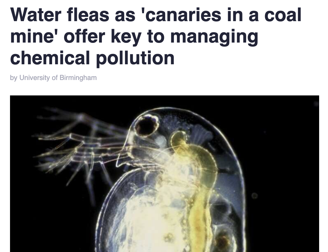 Water fleas as ‘canaries in a coal mine’ offer key to managing chemical pollution